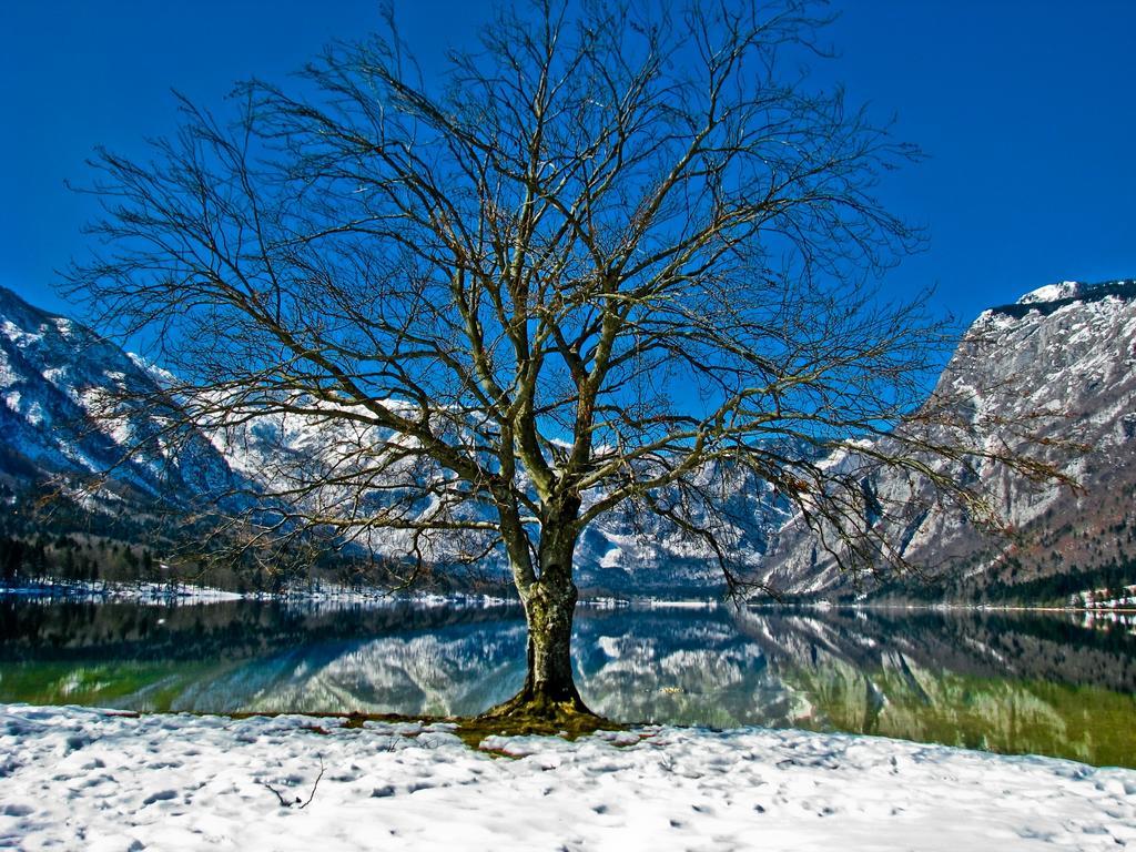 Apartament Apartments Lake Bohinj Bohinj